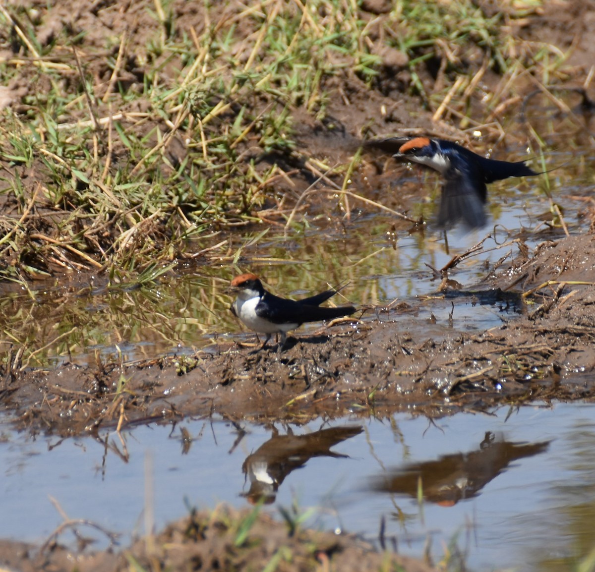 Wire-tailed Swallow - ML608786111