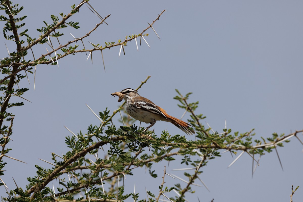 Weißbrauen-Heckensänger - ML608786117