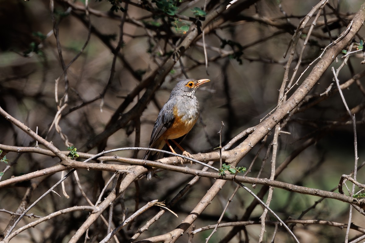 African Bare-eyed Thrush - ML608786160