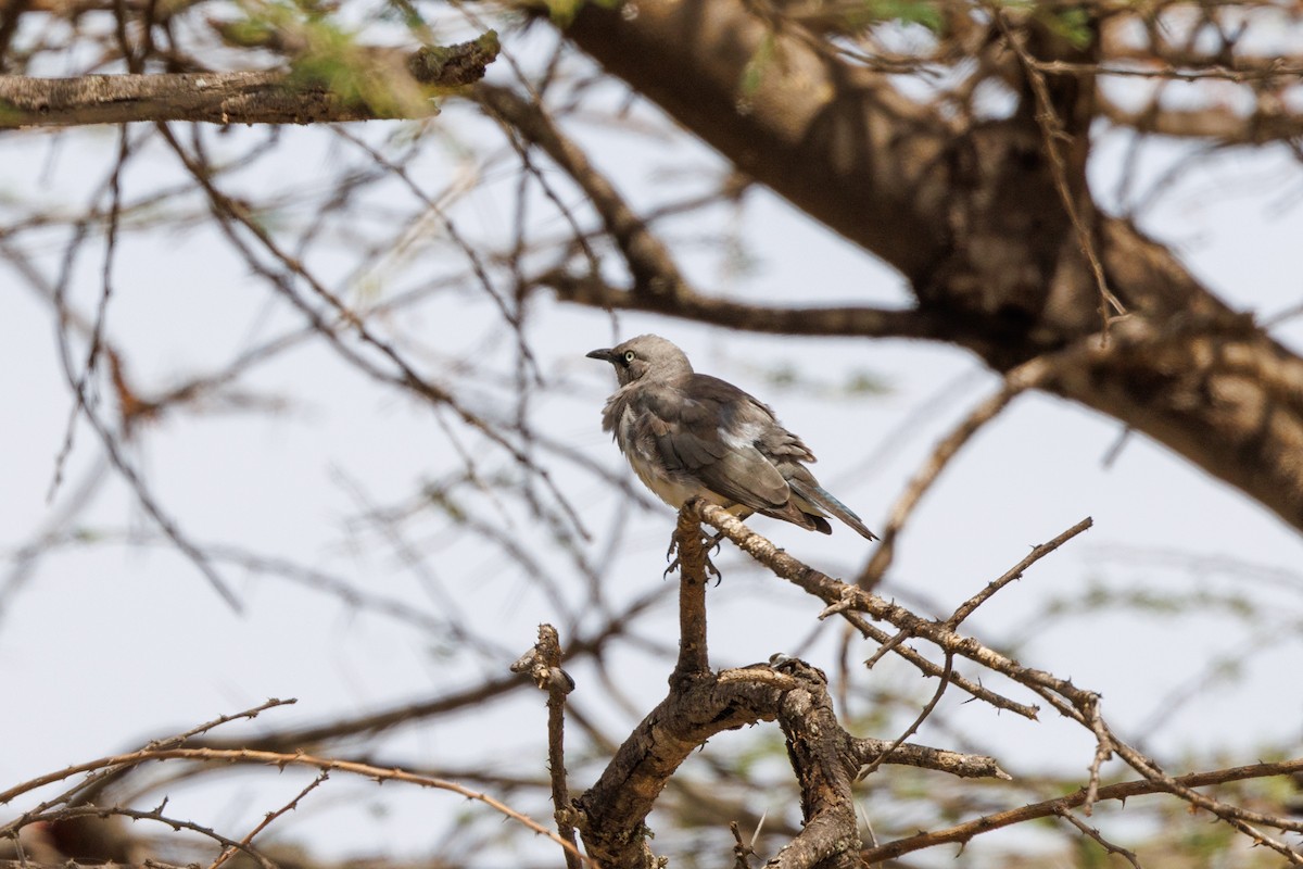 Fischer's Starling - ML608786162