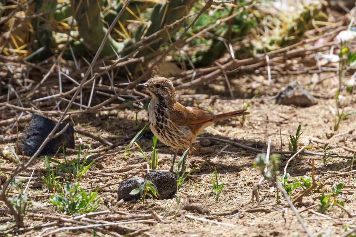 Spotted Morning-Thrush - ML608786172