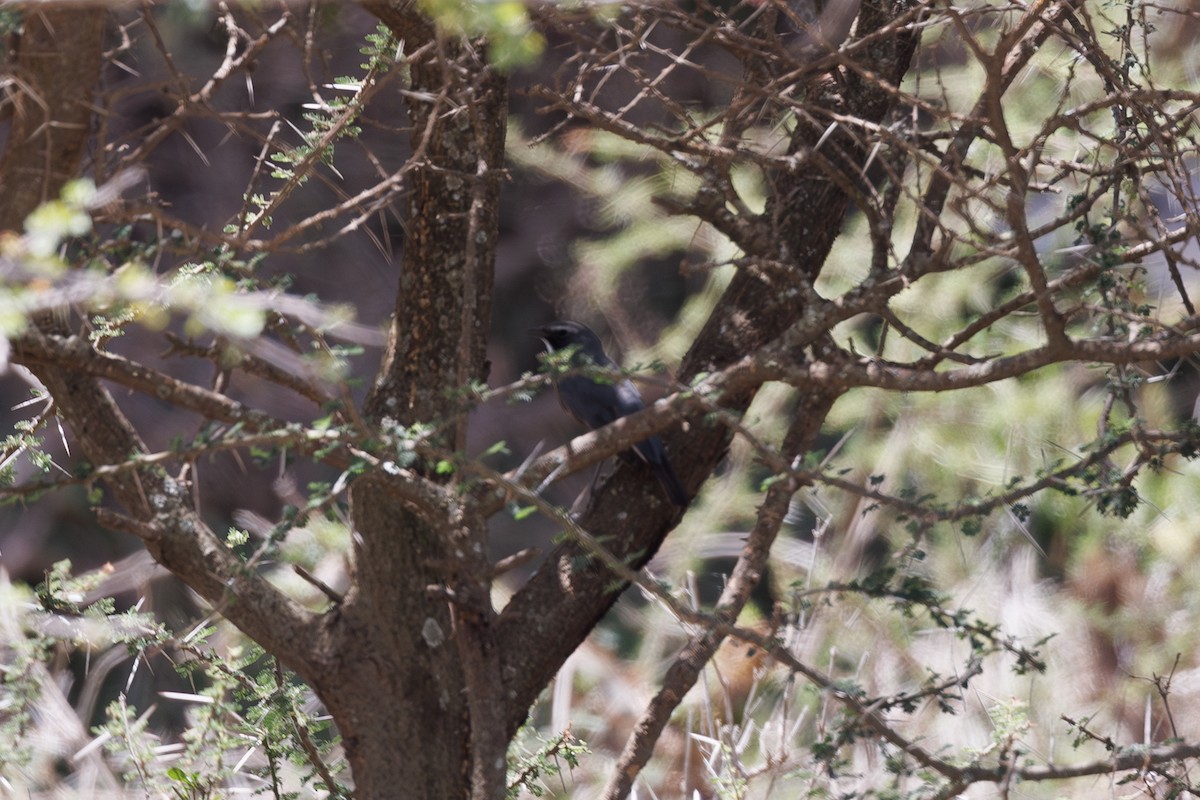 White-throated Robin - ML608786180