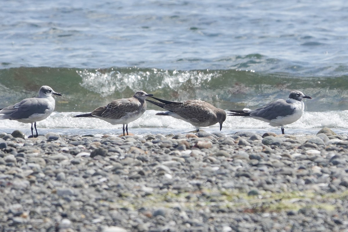 Laughing Gull - ML608786234