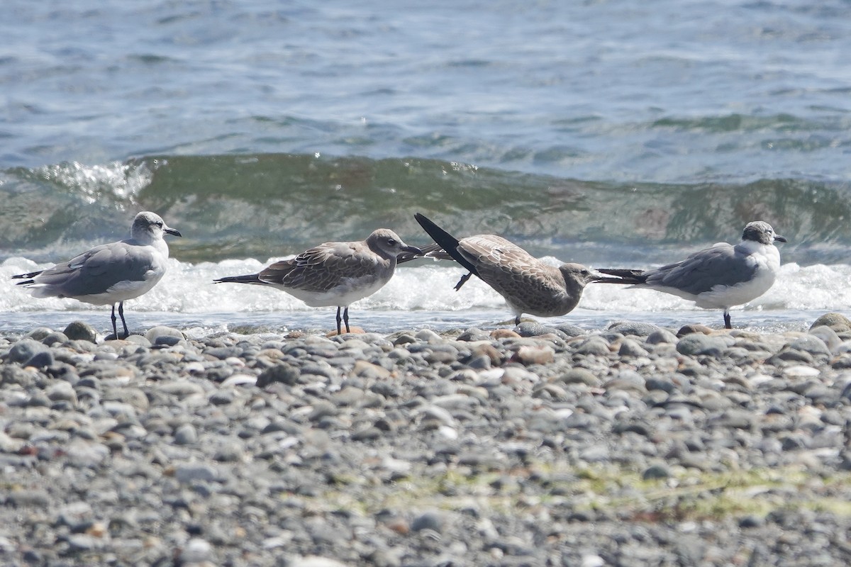 Laughing Gull - ML608786235