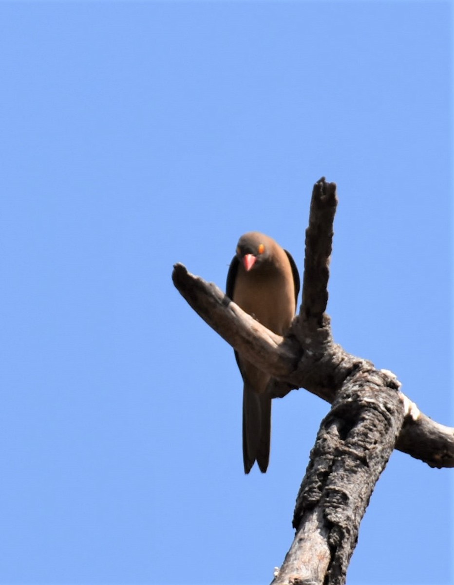 Red-billed Oxpecker - ML608786236