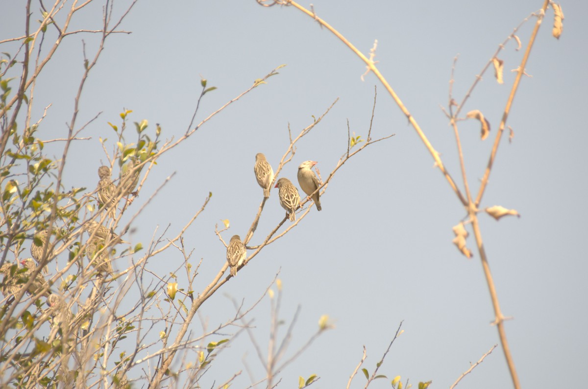 Red-billed Quelea - ML608786250