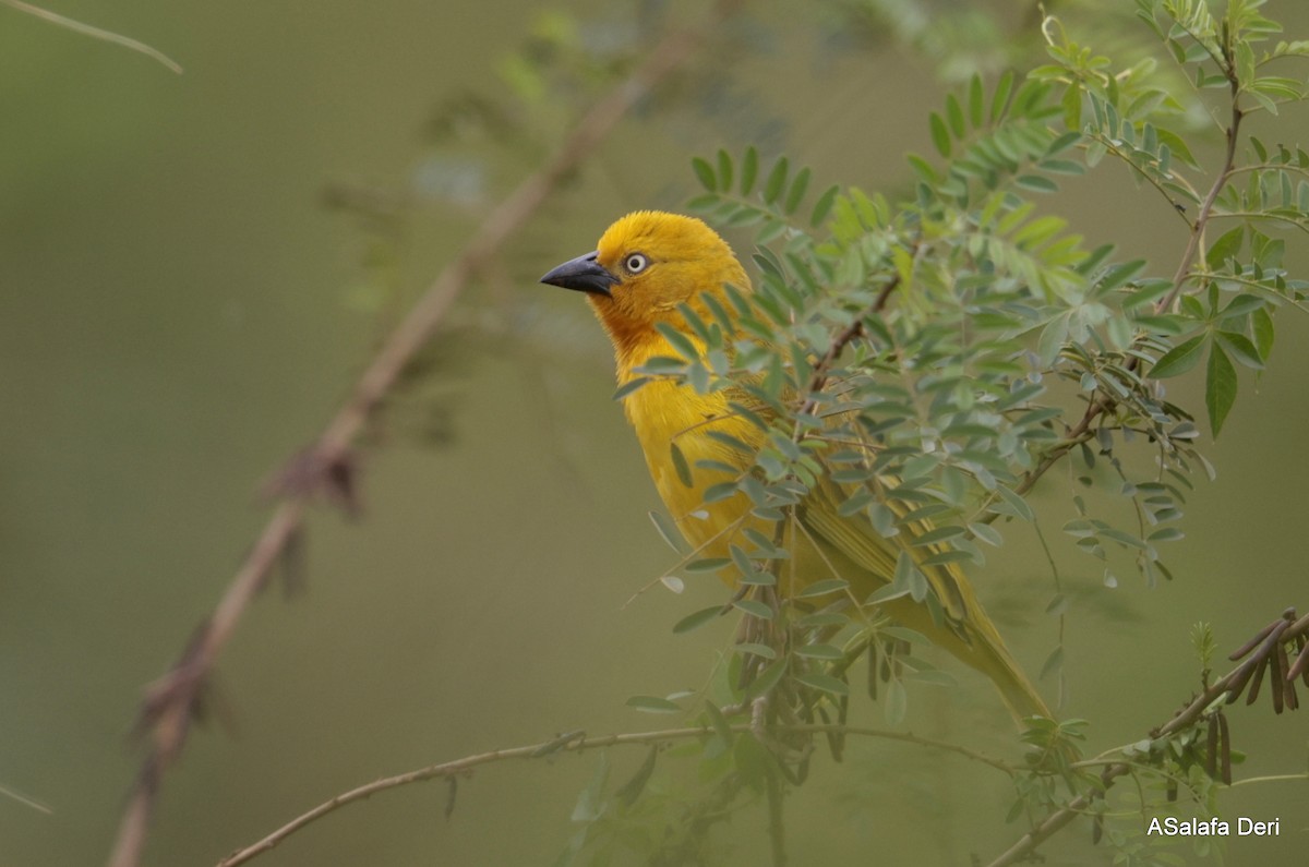 Holub's Golden-Weaver - ML608786315