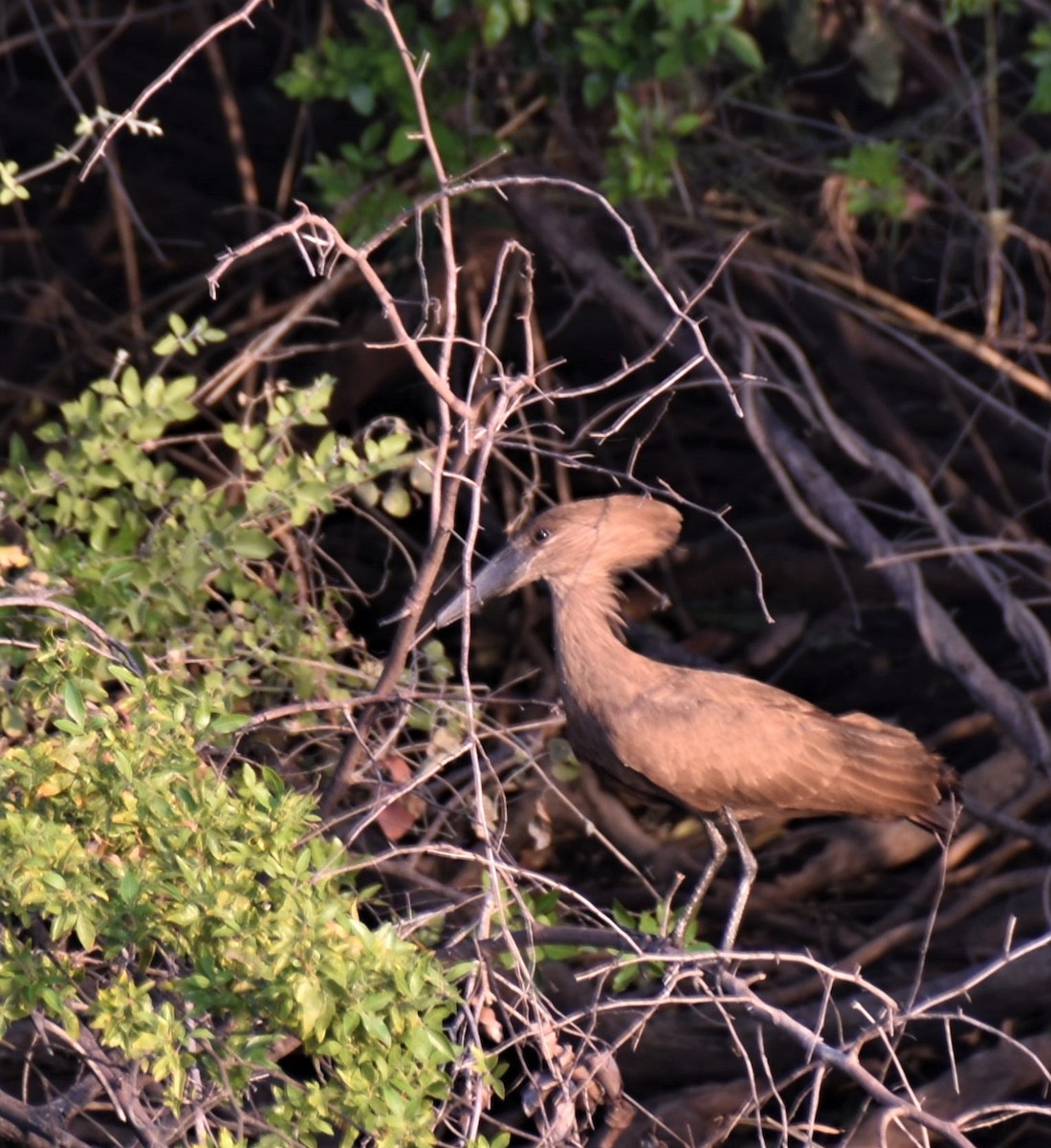 Hamerkop - ML608786322