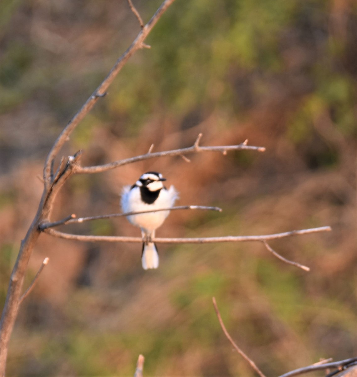 African Pied Wagtail - C K