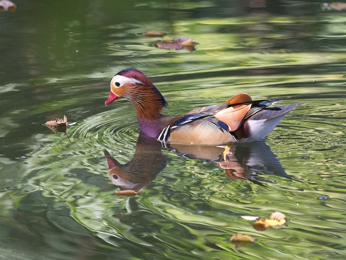 Mandarin Duck - ML608786338