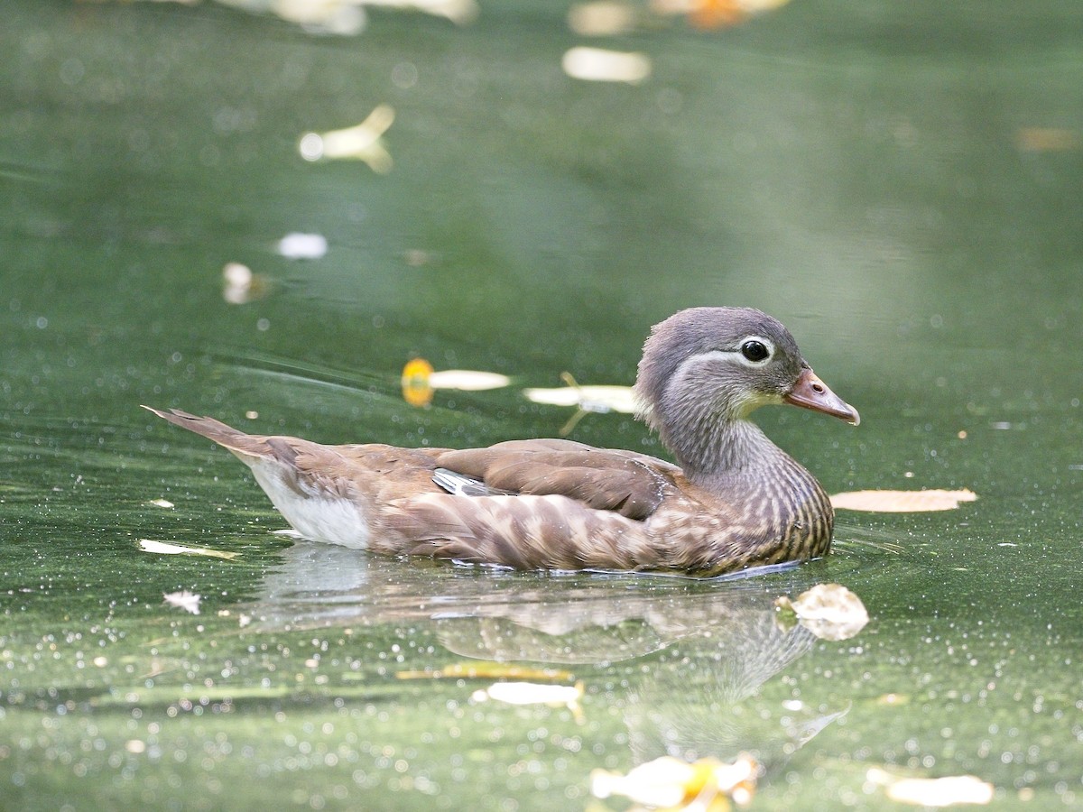 Mandarin Duck - Nick Cairns