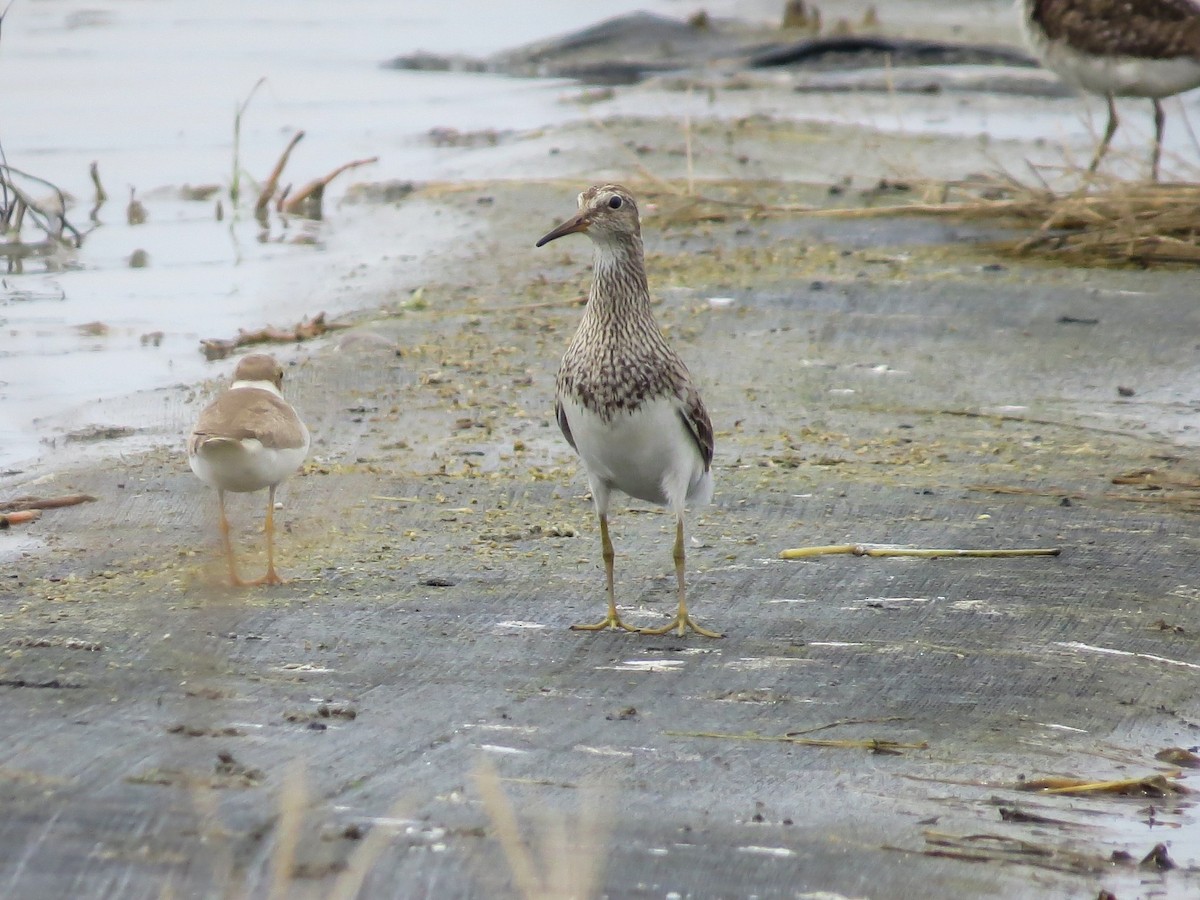 Pectoral Sandpiper - Falcon Cheng