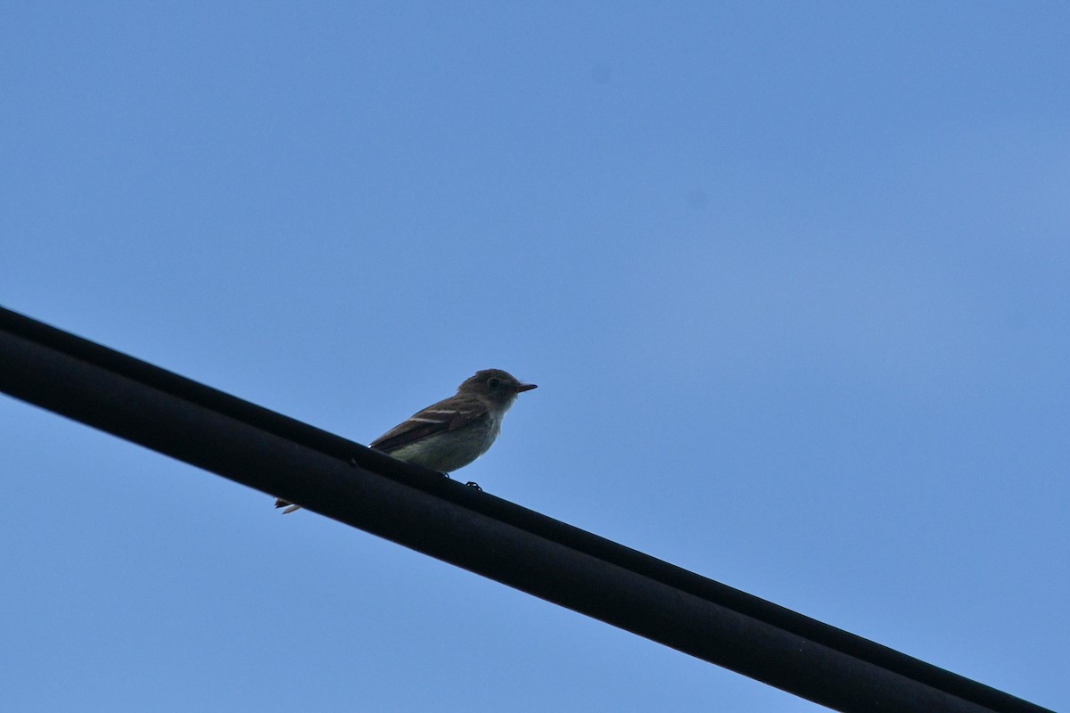 Alder Flycatcher - ML608786425