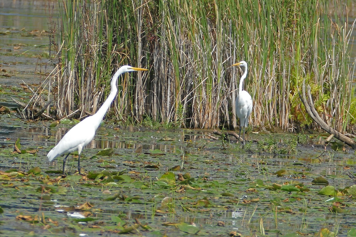 Great Egret - ML608786453