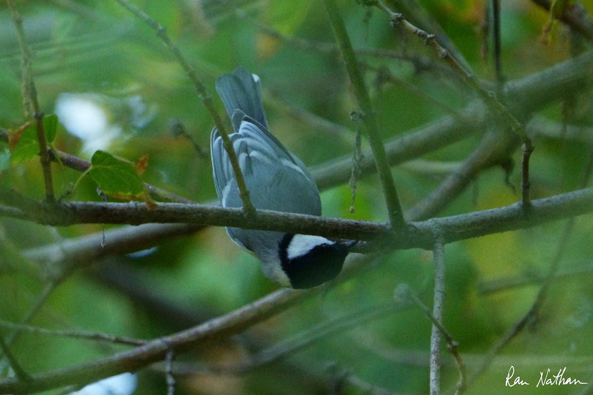 Great Tit (Turkestan) - ML608786483