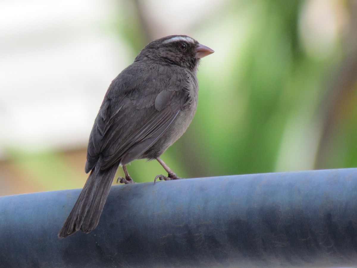 Brown-rumped Seedeater - Zlatan Celebic