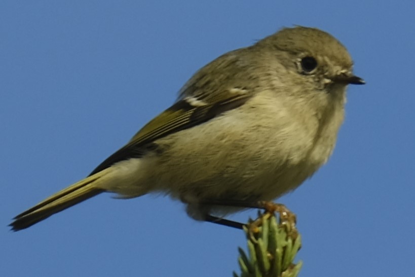 Ruby-crowned Kinglet - Gervais Henley