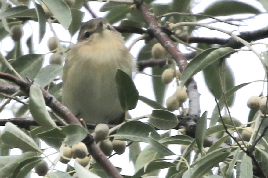 Philadelphia Vireo - ML608786534