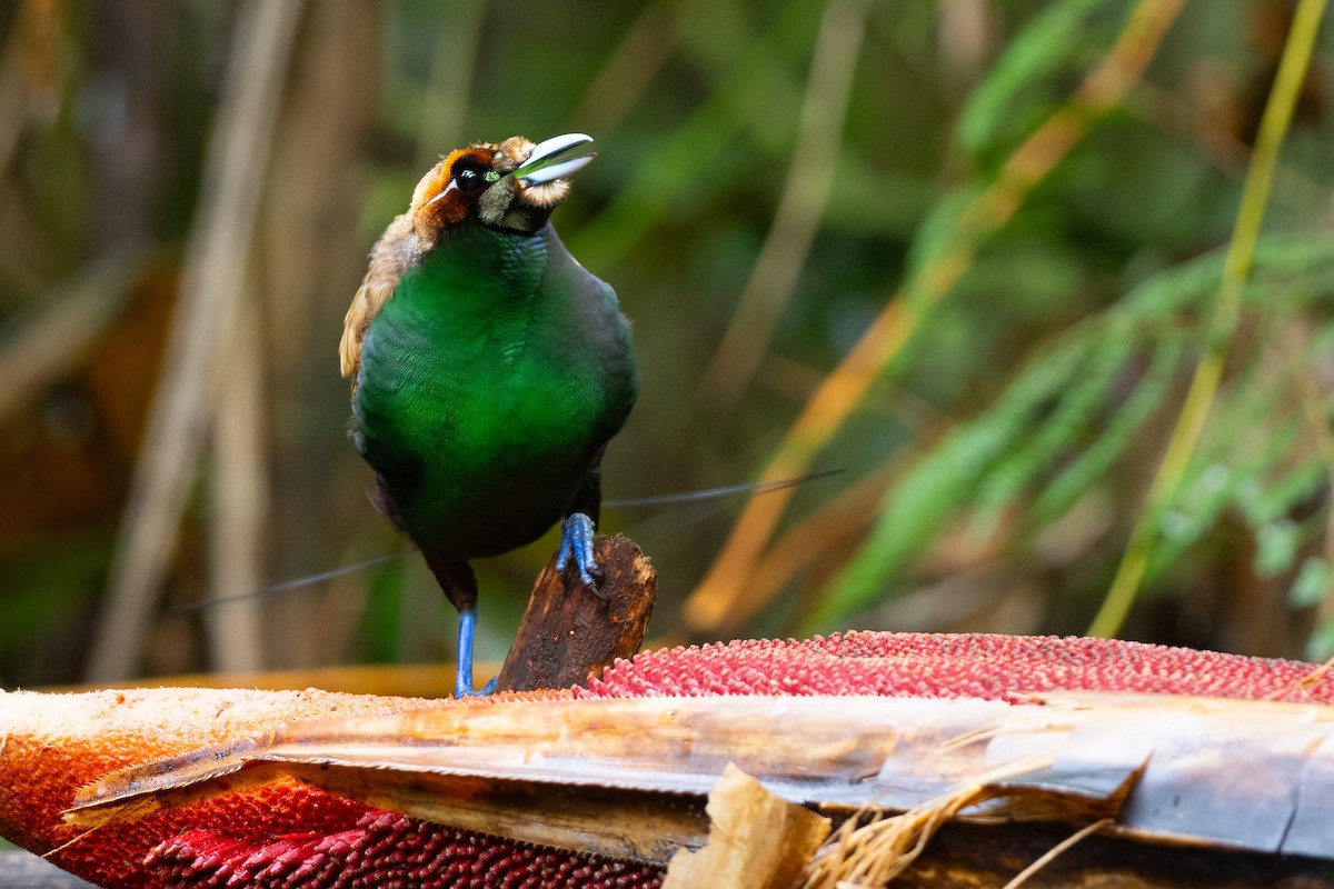 Magnificent Bird-of-Paradise - ML608786544