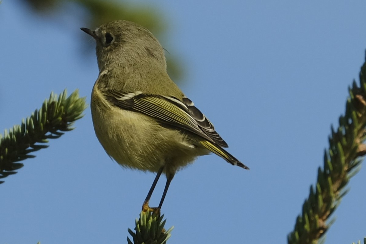 Roitelet à couronne rubis - ML608786560