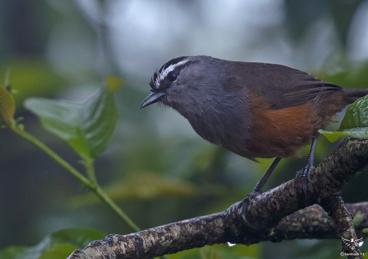 Palani Laughingthrush - ML608786577