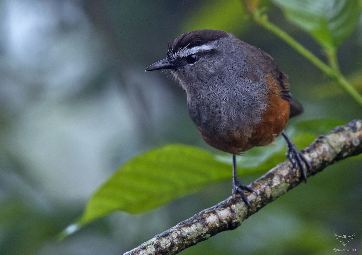 Palani Laughingthrush - ML608786578