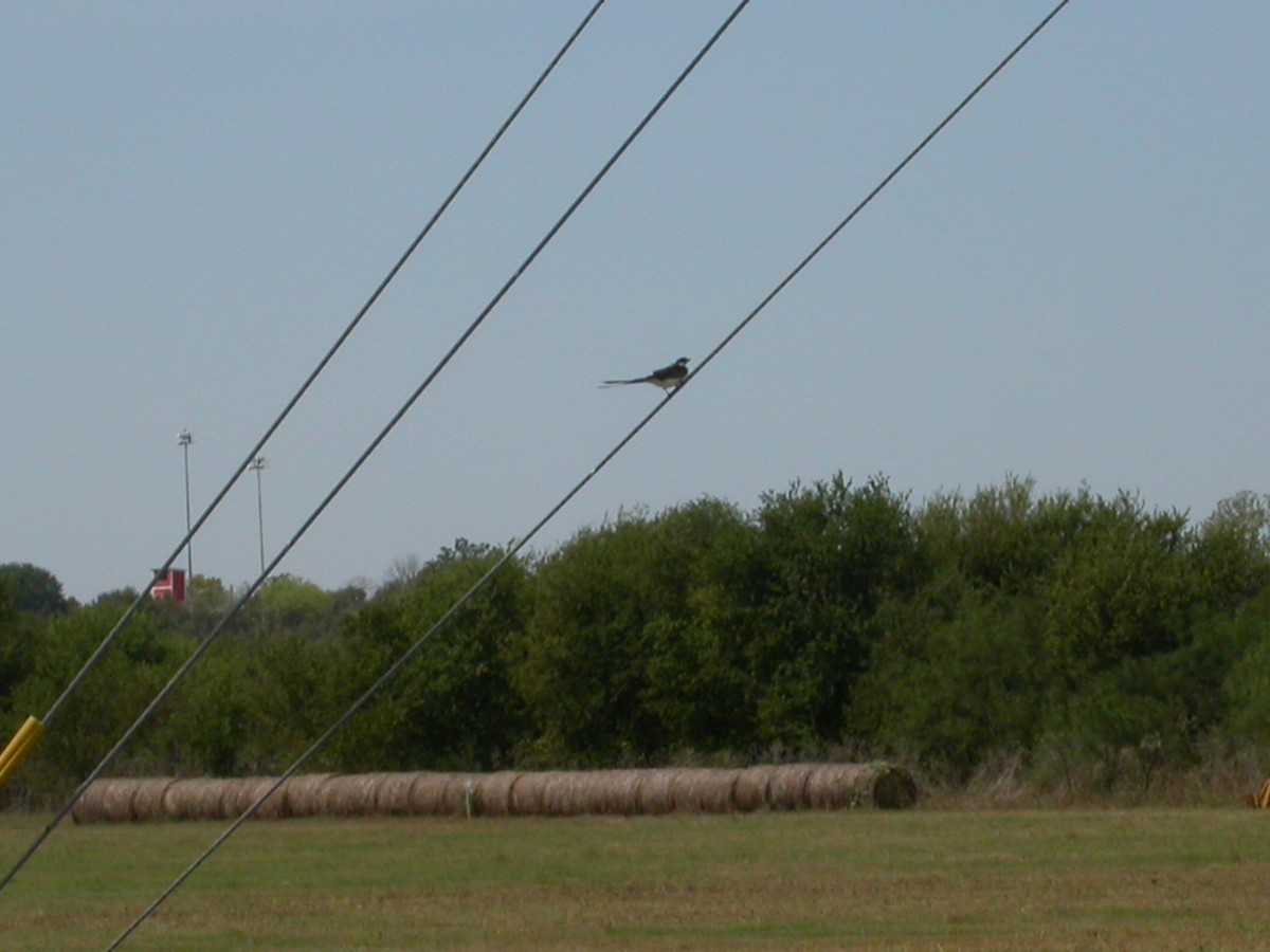 Fork-tailed Flycatcher - ML608786631