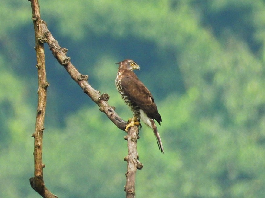 Crested Goshawk - ML608786661