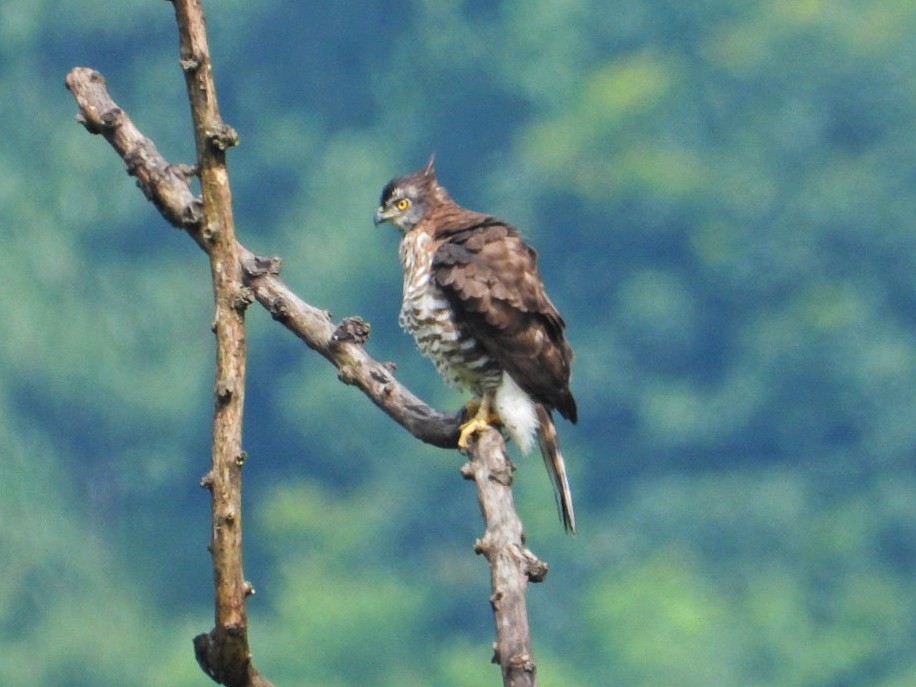 Crested Goshawk - ML608786662