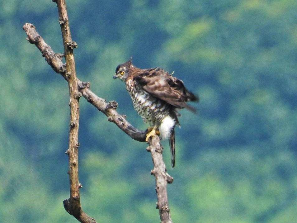 Crested Goshawk - ML608786663