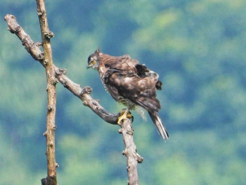 Crested Goshawk - ML608786664