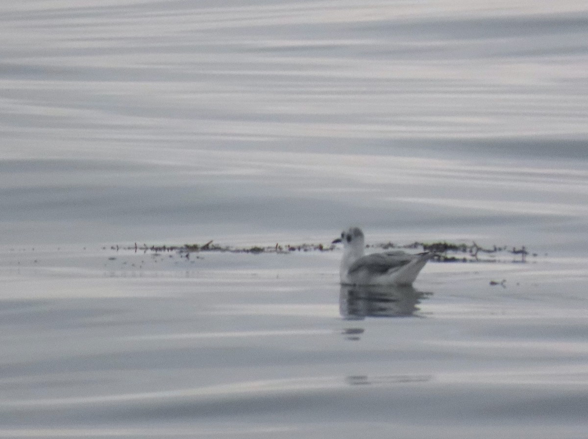 Mouette de Bonaparte - ML608786683