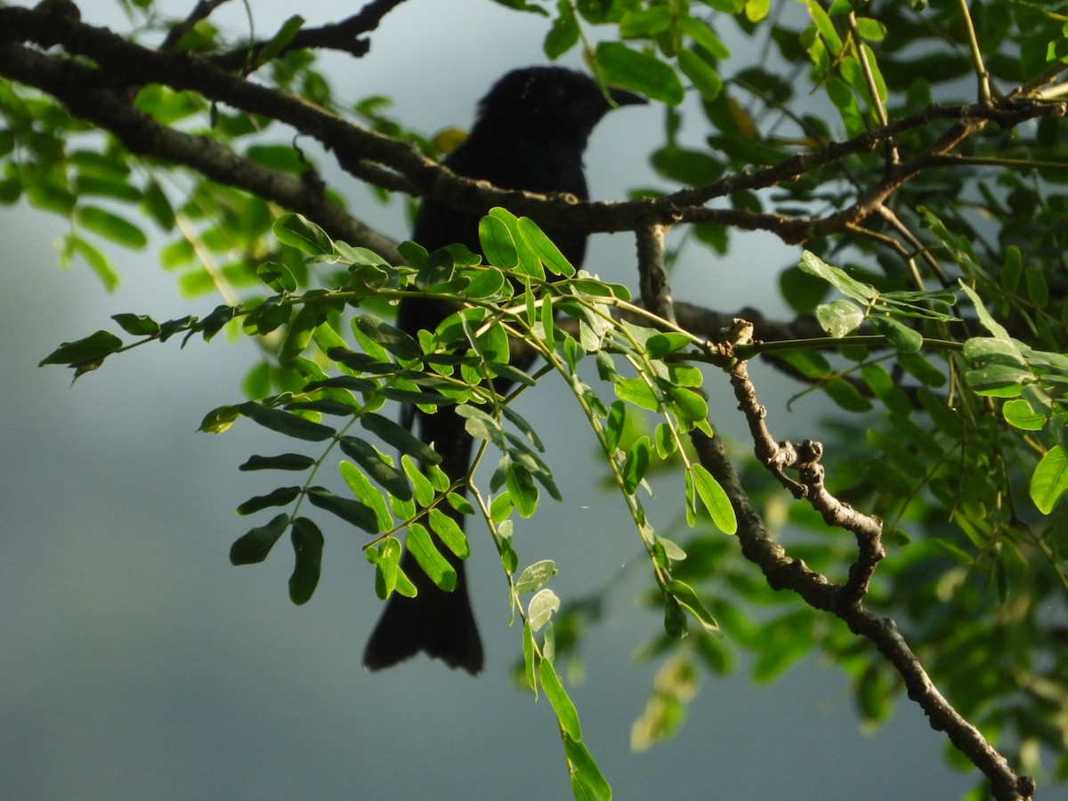 Square-tailed Drongo-Cuckoo - ML608786729