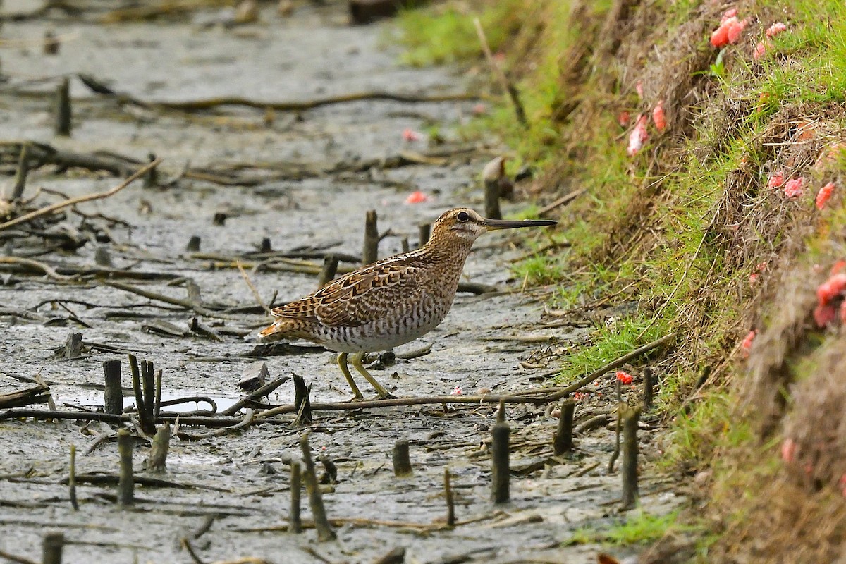 Pin-tailed Snipe - ML608786755