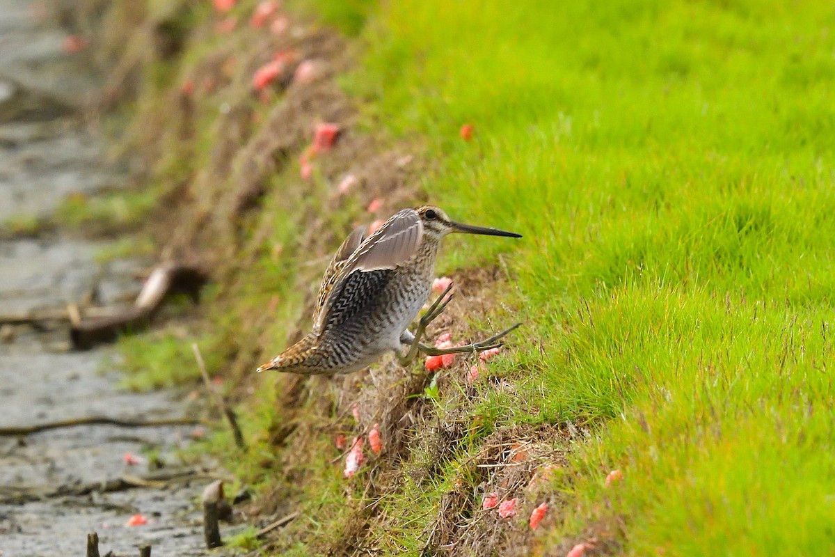 Pin-tailed Snipe - 純霖 施