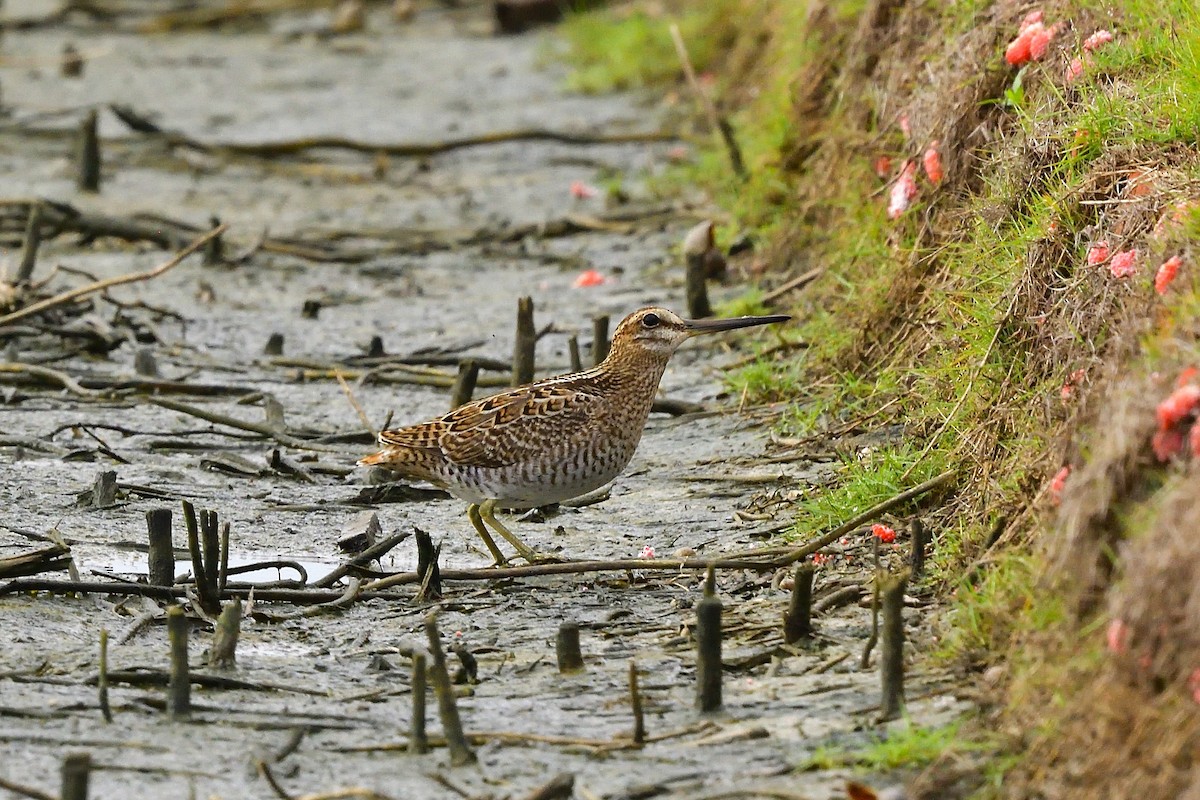 Pin-tailed Snipe - ML608786757