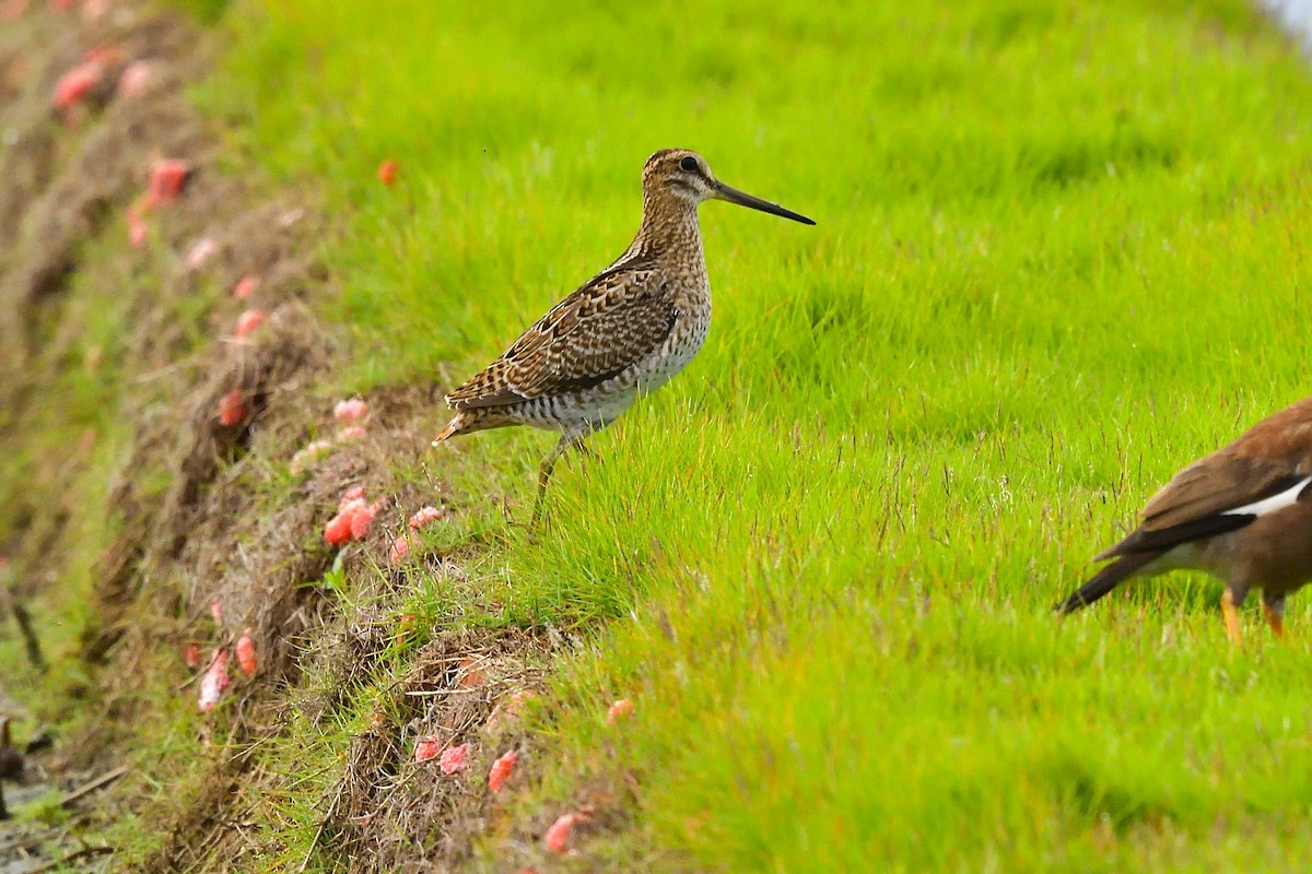 Pin-tailed Snipe - ML608786758