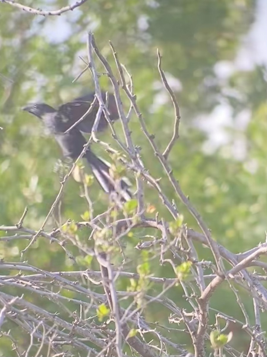 Groove-billed Ani - ML608786894