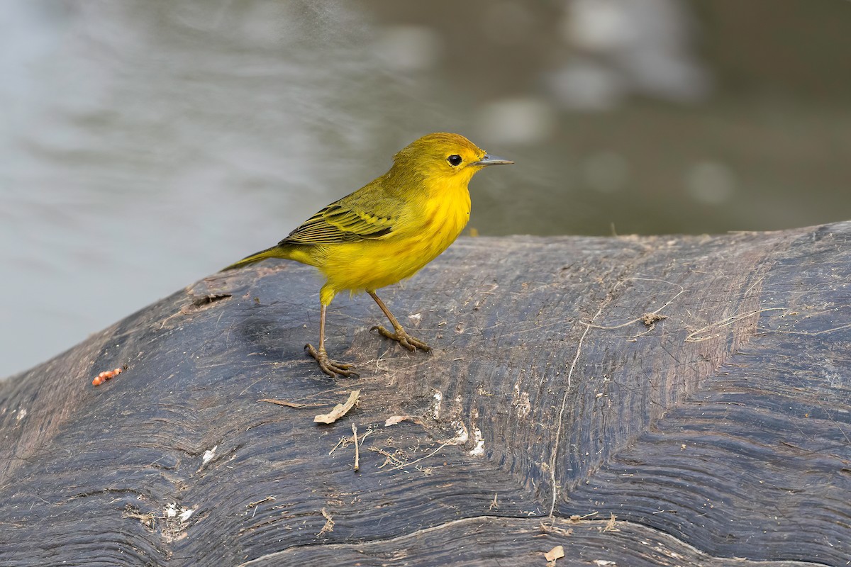 Yellow Warbler - ML608786964