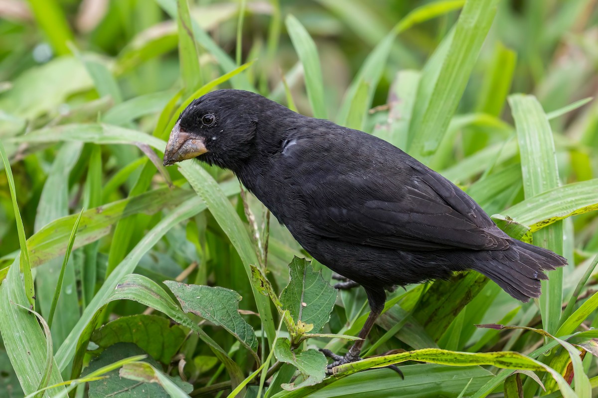 Large Ground-Finch - Manuel Fernandez-Bermejo