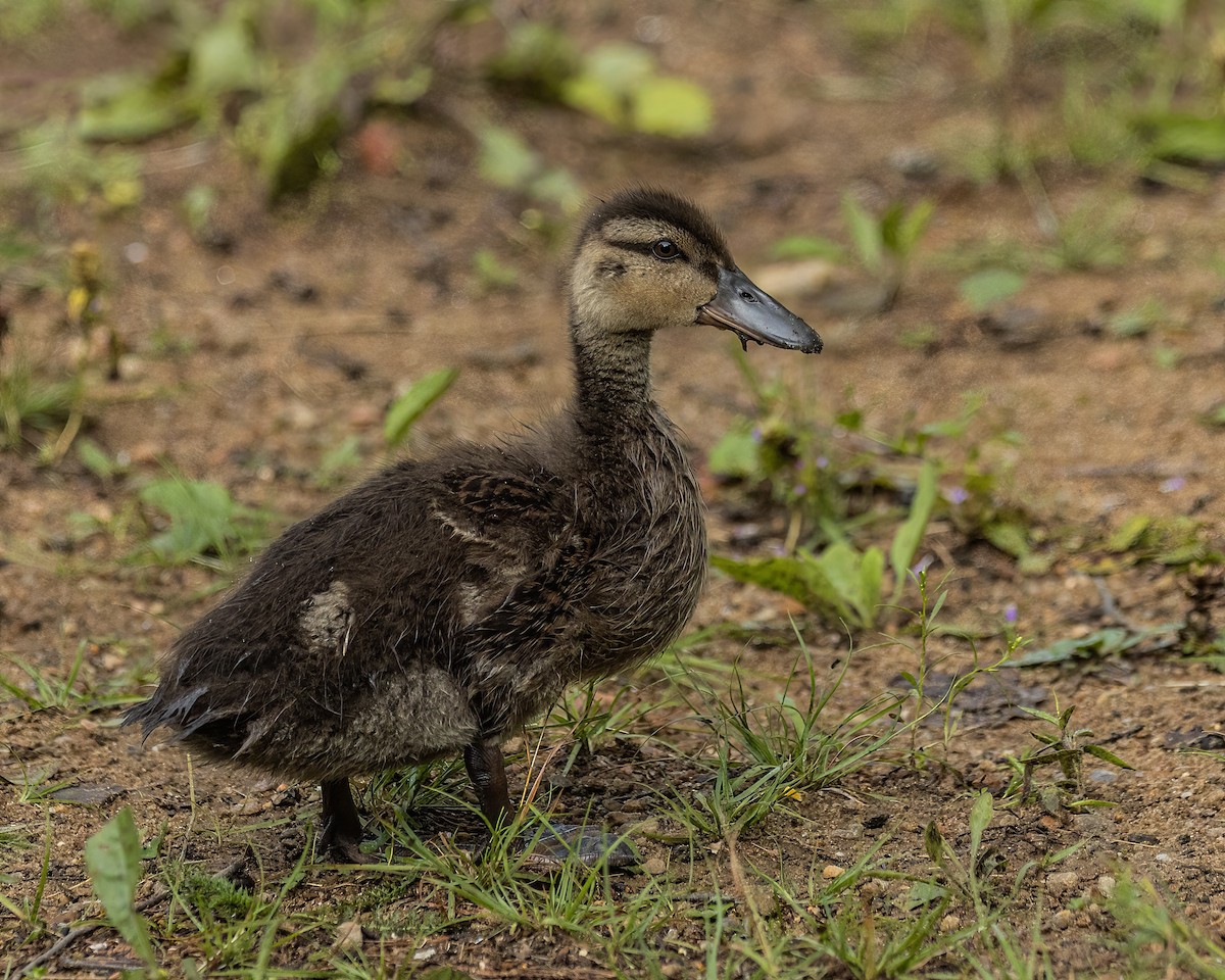 American Black Duck - Marc Boisvert