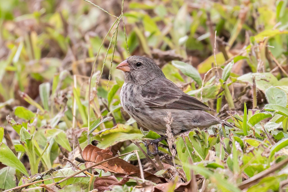 Small Ground-Finch - ML608787018