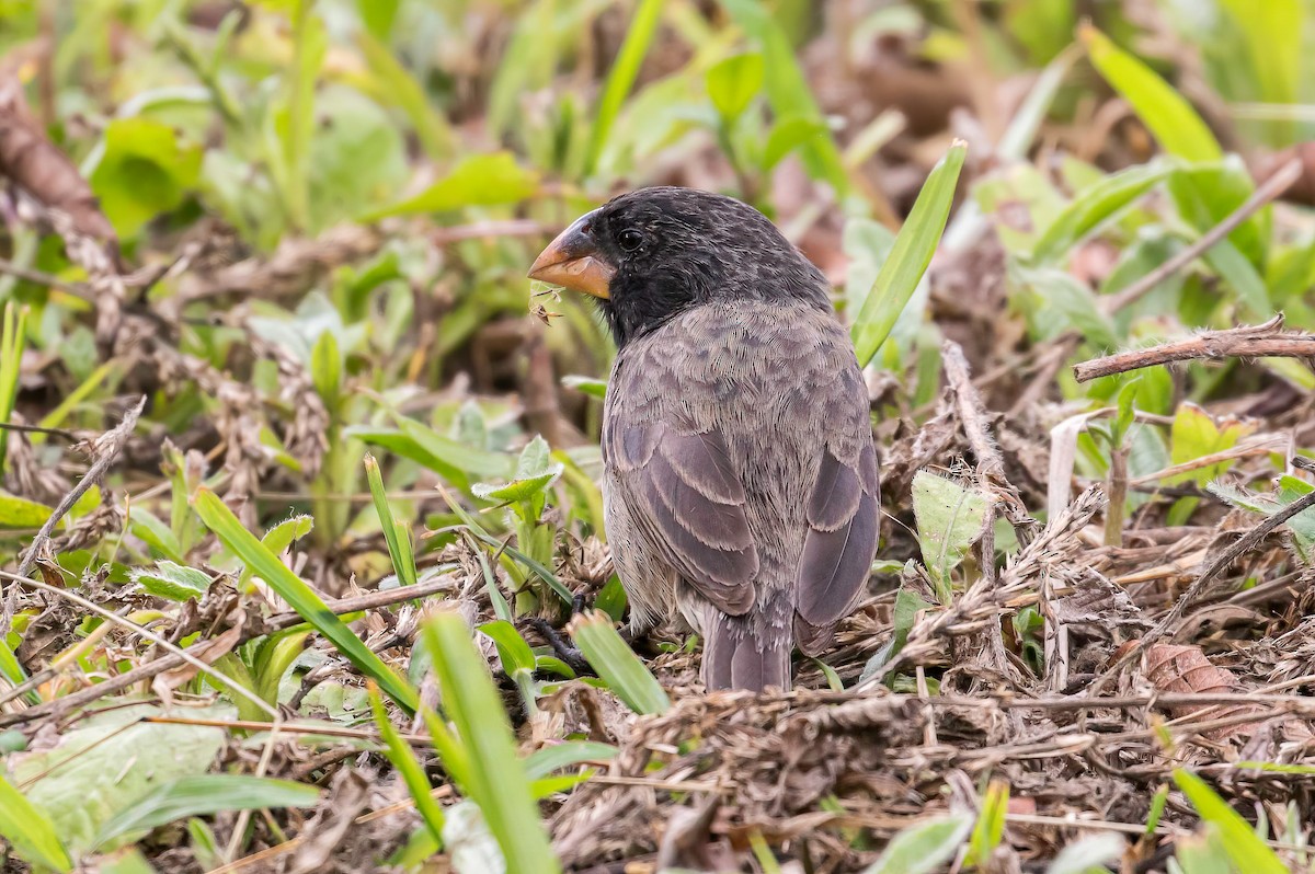 Large Ground-Finch - ML608787025