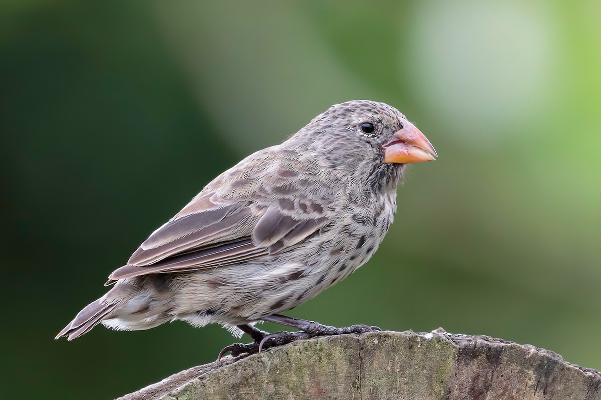 Medium Ground-Finch - ML608787036