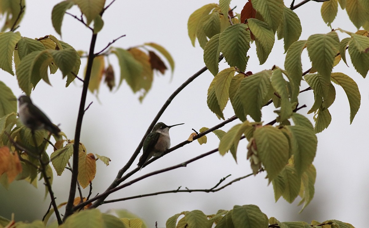 Ruby-throated Hummingbird - Jane Sender