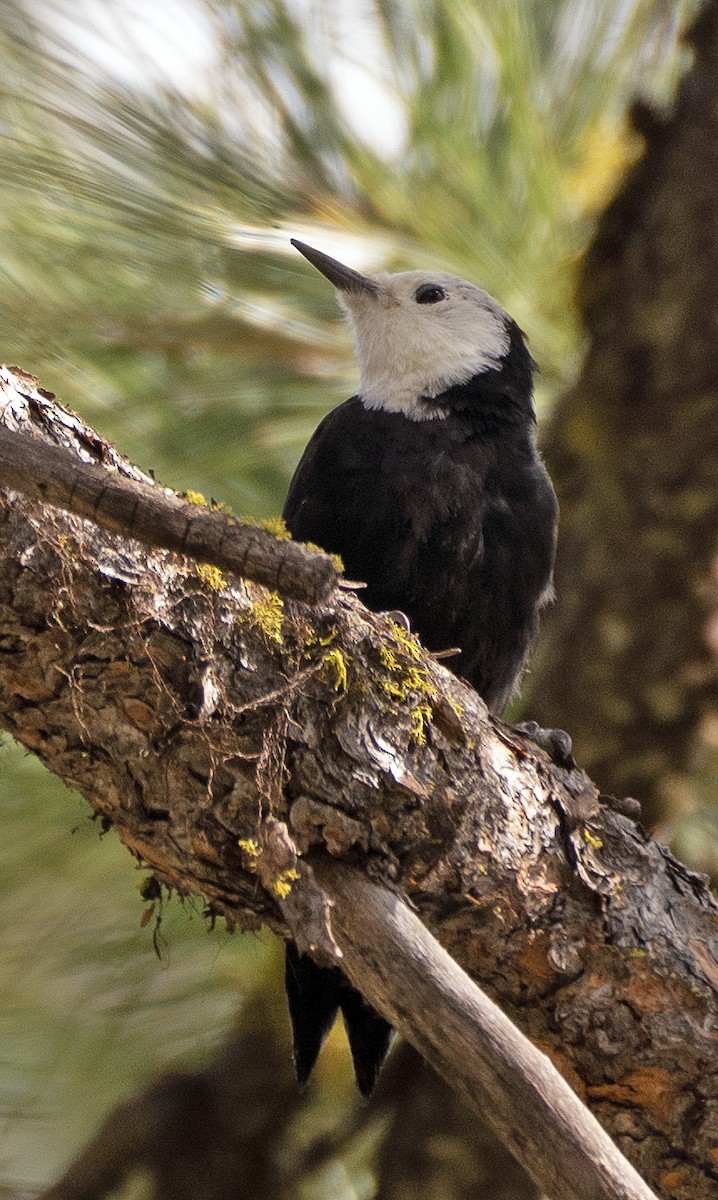 White-headed Woodpecker - ML608787250