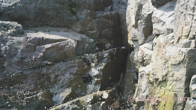 Felsuferwipper - ML608787349