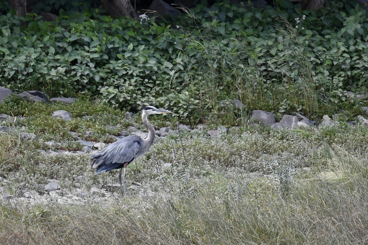 Great Blue Heron - Christiane Hébert