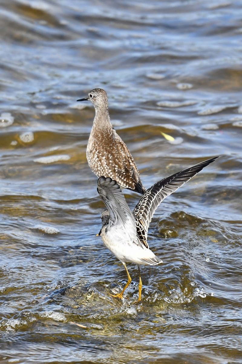 Stilt Sandpiper - Christiane Hébert