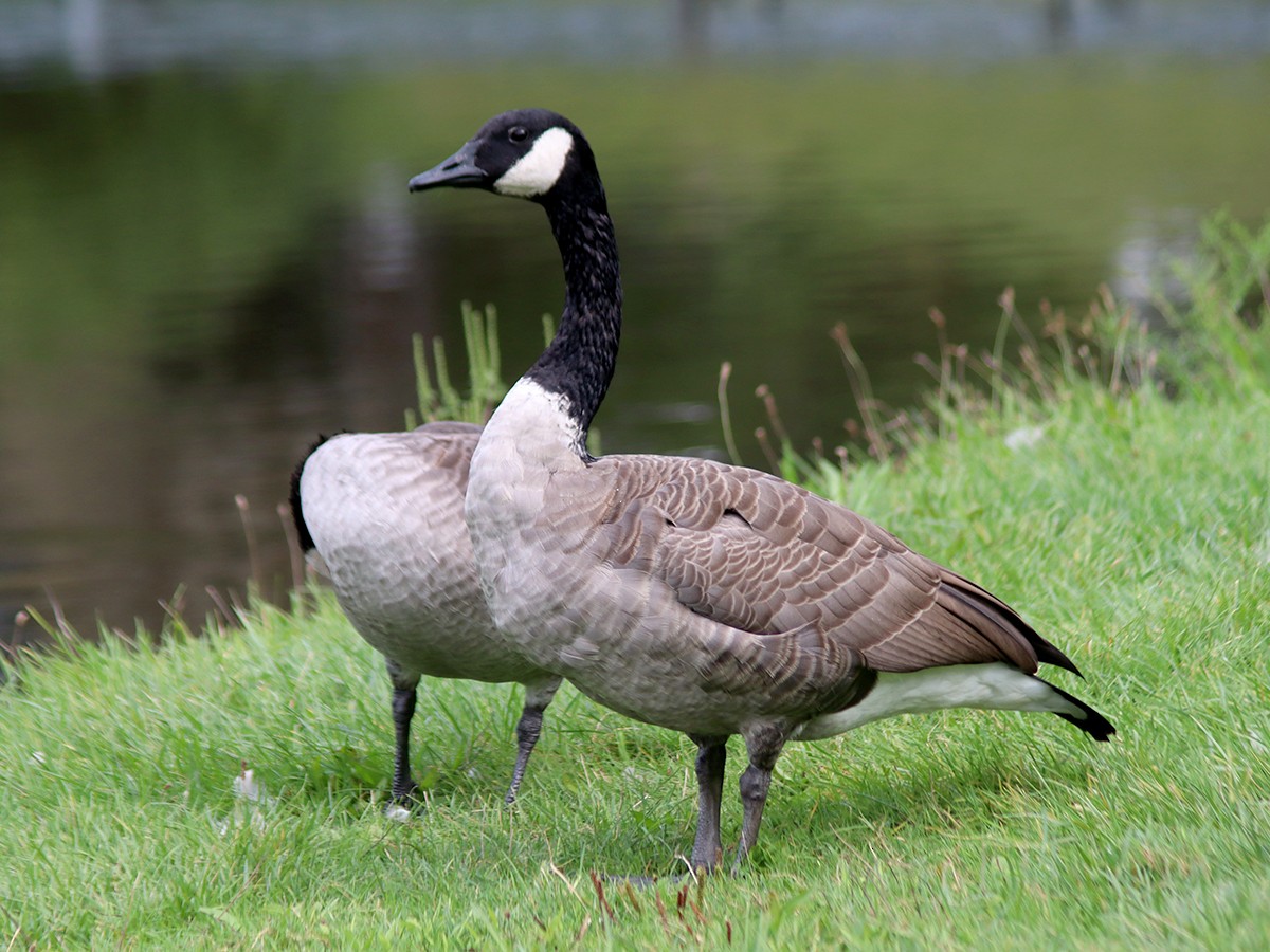 Canada Goose - Sherry Plessner